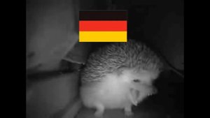 Как ёжик чихает в разных странах ?