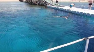 домина корал бей оазис центральный пантон