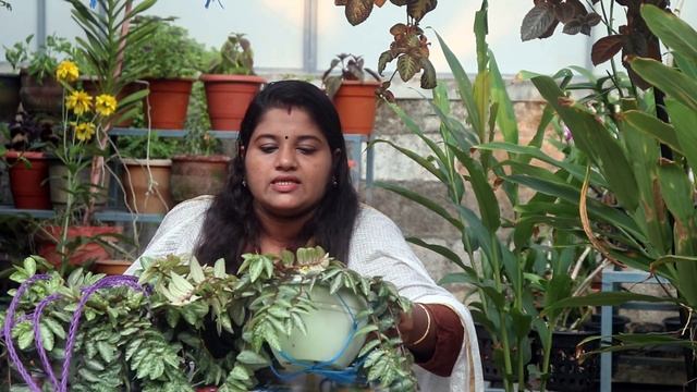 Watermelon pellionia care in malayalam ! Fast Growing Hanging Plant | Pellionia Repens Propagation