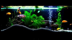 Цихлидник часть 3 (2 года спустя). Аквариум. Сichlid & Astronotus. 240 liters aquarium Juwel.