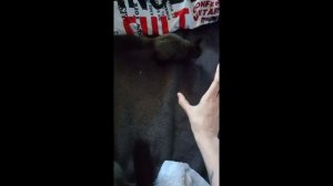 Бельчата Чип и Гаечка, Чита