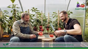 ВСЕМ ПЕРЦАМ — ПЕРЕЦ! СЛАДКИЙ ПЕРЕЦ — ПАРТНЕР F