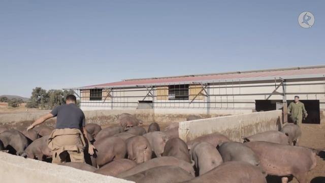 Los cochinos de los Mellis rompen una de las puertas del cebadero | El campo es vida смотреть онлайн