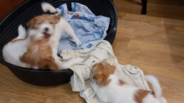 Щенки джек-рассел терьера. Мама учит жизни. смотреть онлайн