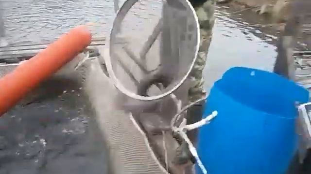 26.10.19. Запуск форели на малый водоём в кокино смотреть онлайн