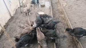 Минусы вольного выгула для индоуток. Индоутки изумруды.