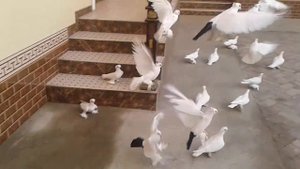 Узбекский декоративные голубы. Двухчубый малоносый.Кокандские голубы