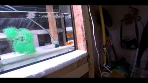 РАЗВЕДЕНИЕ ОГНЕННОГО БАРБУСА!!!