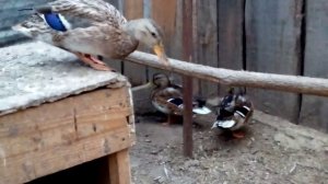 Дикие  утки  подросли.