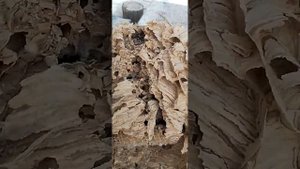 Огромное Гнездо | гигантских шершней | смотрим что в нутри | гнездо шершней |