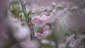 Сакура в 4к/Sakura in 4K
