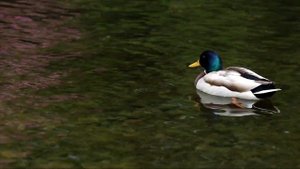 TUSHDA O'RDAK TABIRI | TUSHDA O'RDAK KO'RSA TABIRI QANDAY BO'LADI?