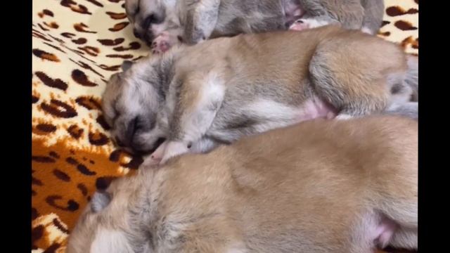 Три богатыря на отдыхе | Russian heroes on vacation смотреть онлайн