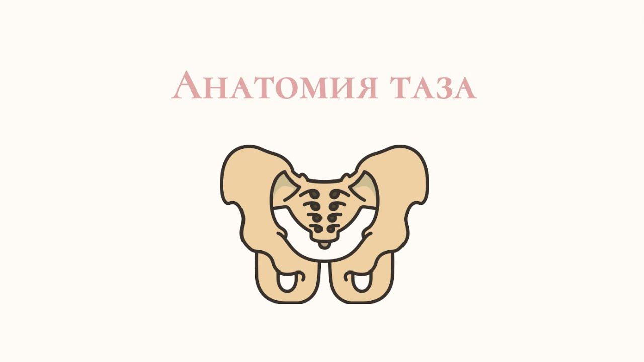 Строение и анатомия таза, тазовых органов и мышц у женщин.