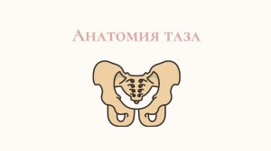 Строение и анатомия таза, тазовых органов и мышц у женщин.