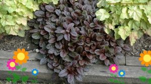 Живучка ползучая Махогон. Краткий обзор, описание характеристик ajuga reptans mahogany Mahogany