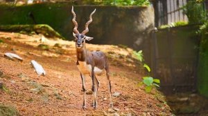 Дикие животные для детей. Звуки животных. Развивающее видео для малышей