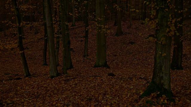 Человек в гармонии с природой(проект по информатике) смотреть онлайн