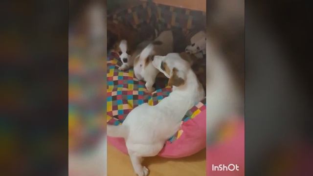 Щенки Джек Рассел терьер смотреть онлайн