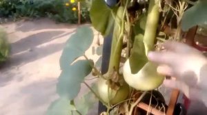 Тыква посудная. Лагенария