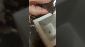 Бонсай жасмин набор для домашнего выращивания