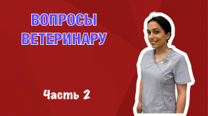 Обязательные процедуры по уходу за зубами собак.