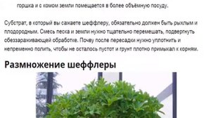Шефлера. Как вырастить и ухаживать за шефлерой в домашних условиях.