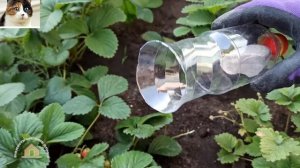 Как избавиться от муравьев в огороде раз и навсегда