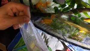 Карпы кои и золотые в аквариуме