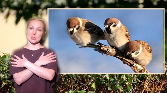 "Воробей" муз.В.Герчик смотреть онлайн