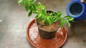 8 self Watering ideas | How to water the plants in holiday | plastic bottles in gardening