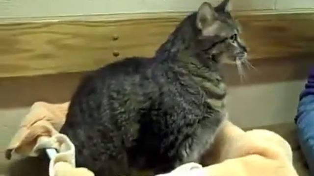 Luna (has been adopted!) смотреть онлайн