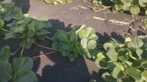 Новый сорт клубники нсд, с высокими вкусовыми качествами, сорт Приз!