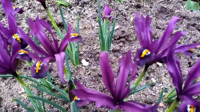 Ирисы Цветы Ирис Ретикулята. Посадите Эти Цветы! Не пожалеете! Plant These Flowers! Iris Reticulata