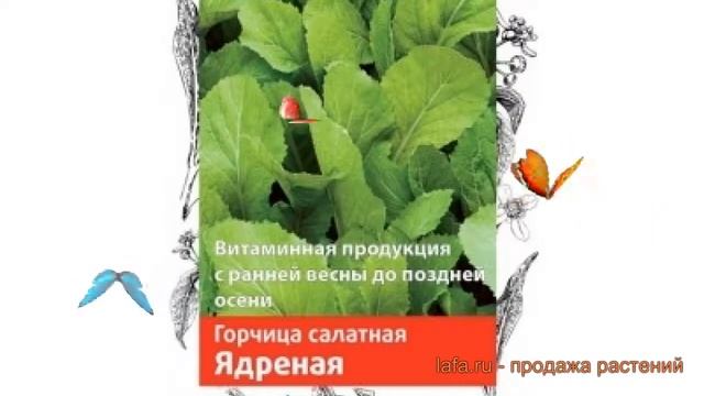 Горчица горчицы Ядреная (yadrenaya) ? горчица Ядреная обзор: как сажать семена горчицы Ядреная