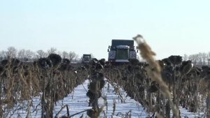 Уборка подсолнуха зима 2014 Ростсельмаш (TORUM)
