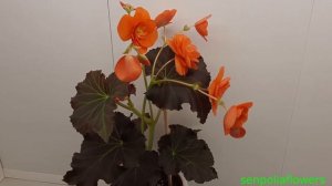 Бегонии Элатиор из коллекции Голубевой Татьяны 21.06.2022