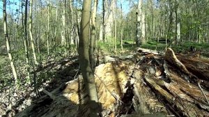 Парк Осиновая Роща (Экшн камера AS30V)