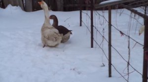 Гуси. Игры брачные и неразделёнка