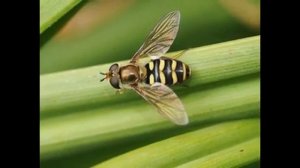 кусючие мухи которые похожие на ос и пчёл