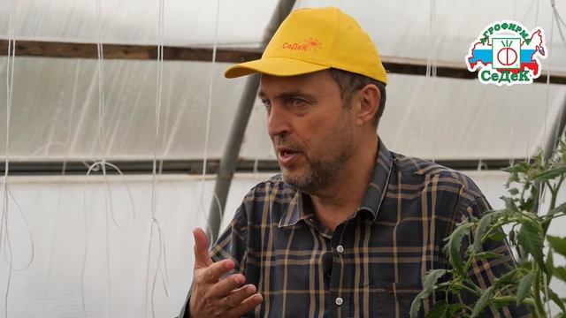 СОВМЕЩЕННЫЕ ПОСАДКИ ОВОЩЕЙ В ТЕПЛИЦЕ