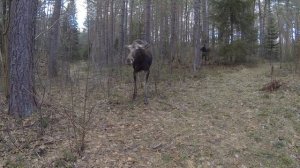 Встреча с лосями