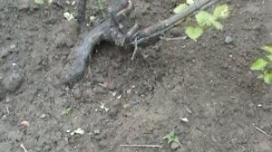 Полив винограда весной