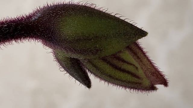 Куча мала из орхидей) Лиодоро, Пиноккио, Виолацея, Албуфейра ... смотреть онлайн