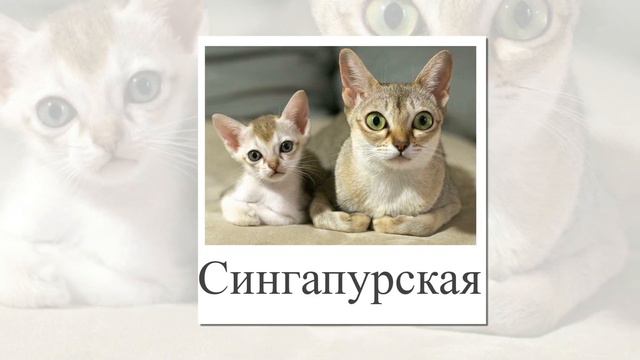 Породы кошек. Карточки Домана. Развивающие карточки для малышей.