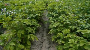 СОДА ПРОТИВ КОЛОРАДСКОГО ЖУКА! Как избавиться за 1 минуту от колорадского жука на картошке?