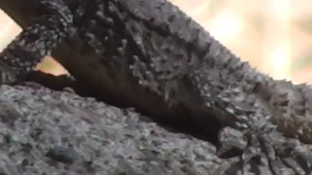 Panasonic HC-V10 720p HD camera смотреть онлайн