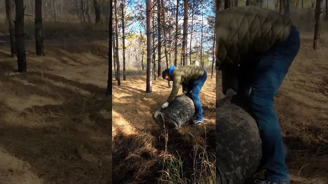 Настоящий помощник! Мотороллер Муравей и осенний лес