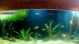 Аквариум на 500 литров и его обитатели