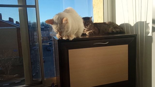 Котосемья.?????????❤